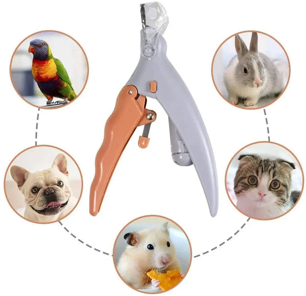 Puppy Grooming Desensitisation UK: The Complete Guide to First Nail Trims, Paw Handling & Lifelong Confidence (2026)