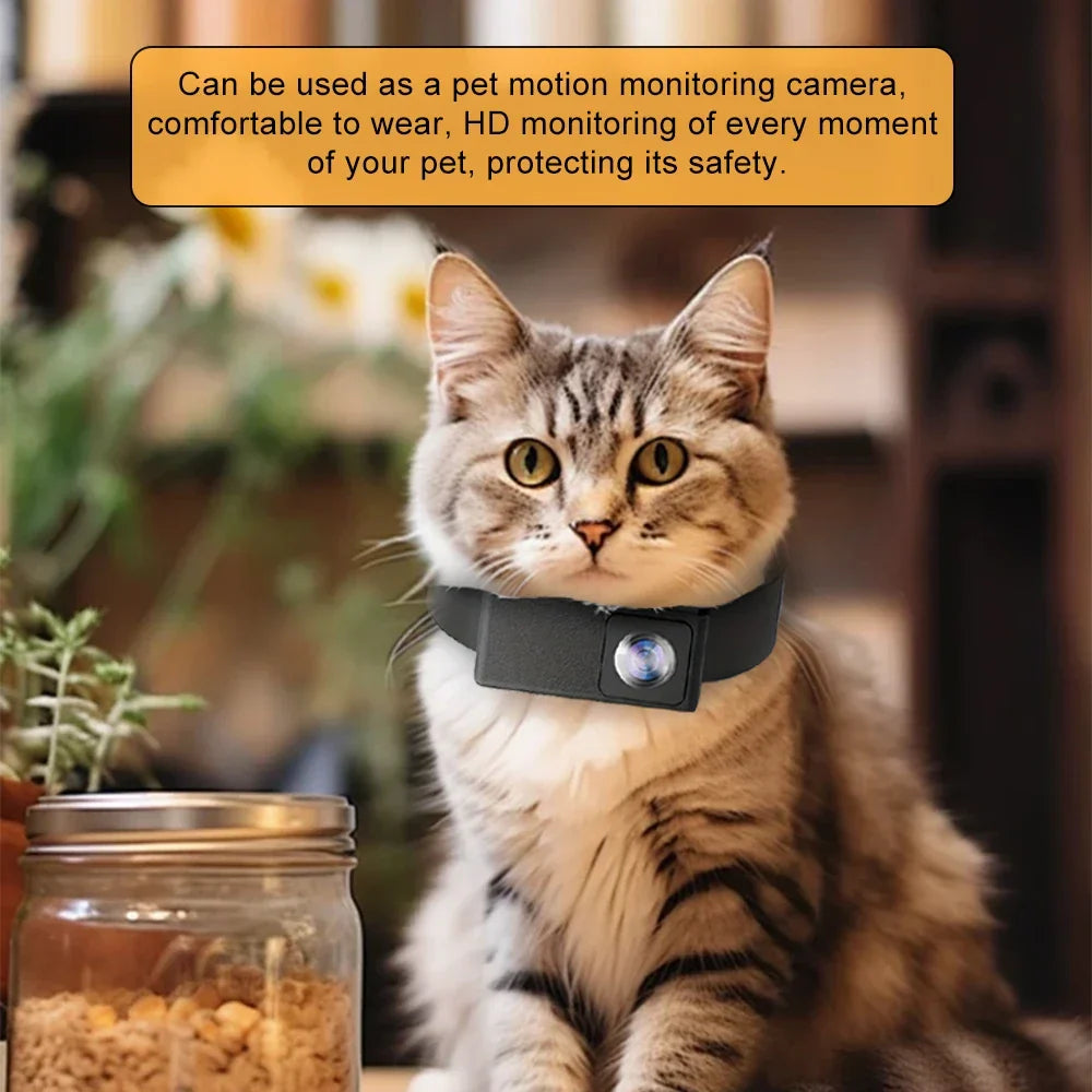 Where Does My Cat Go Outside? The Complete Guide to Cat Roaming Behaviour, Outdoor Dangers & Safe Monitoring (2026)