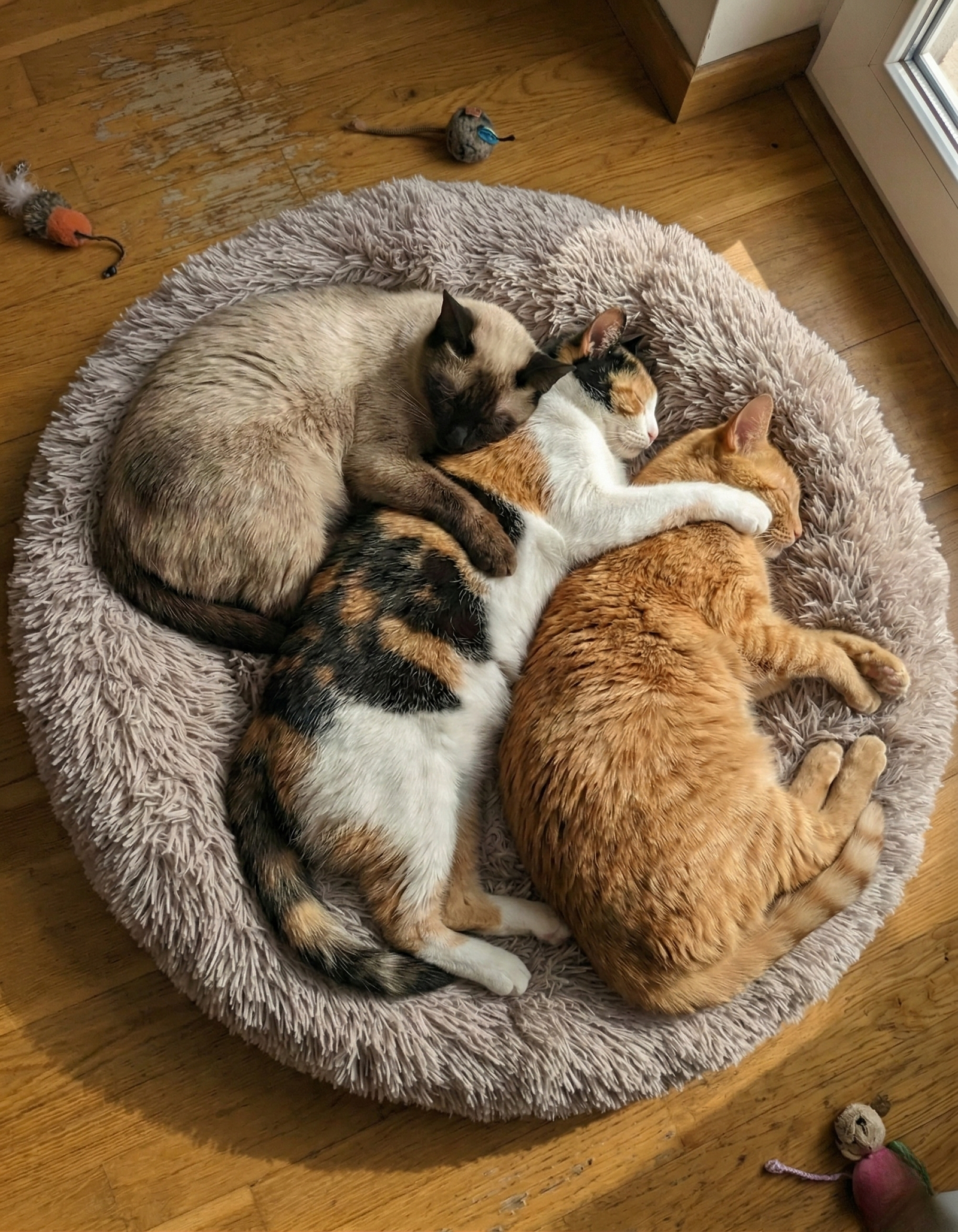 About CozyPaws